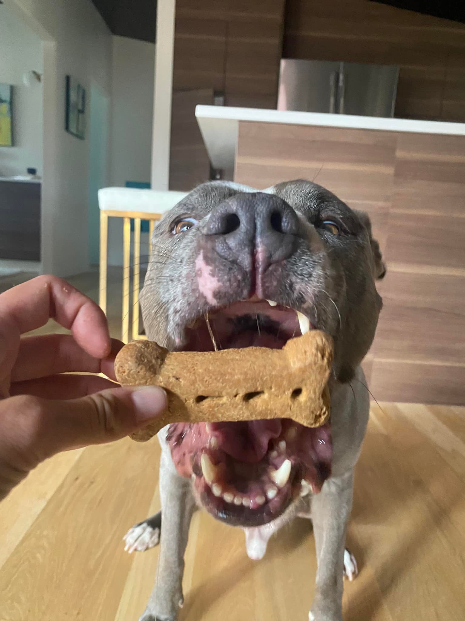 Grey and white dog eagerly taking a treat indoors