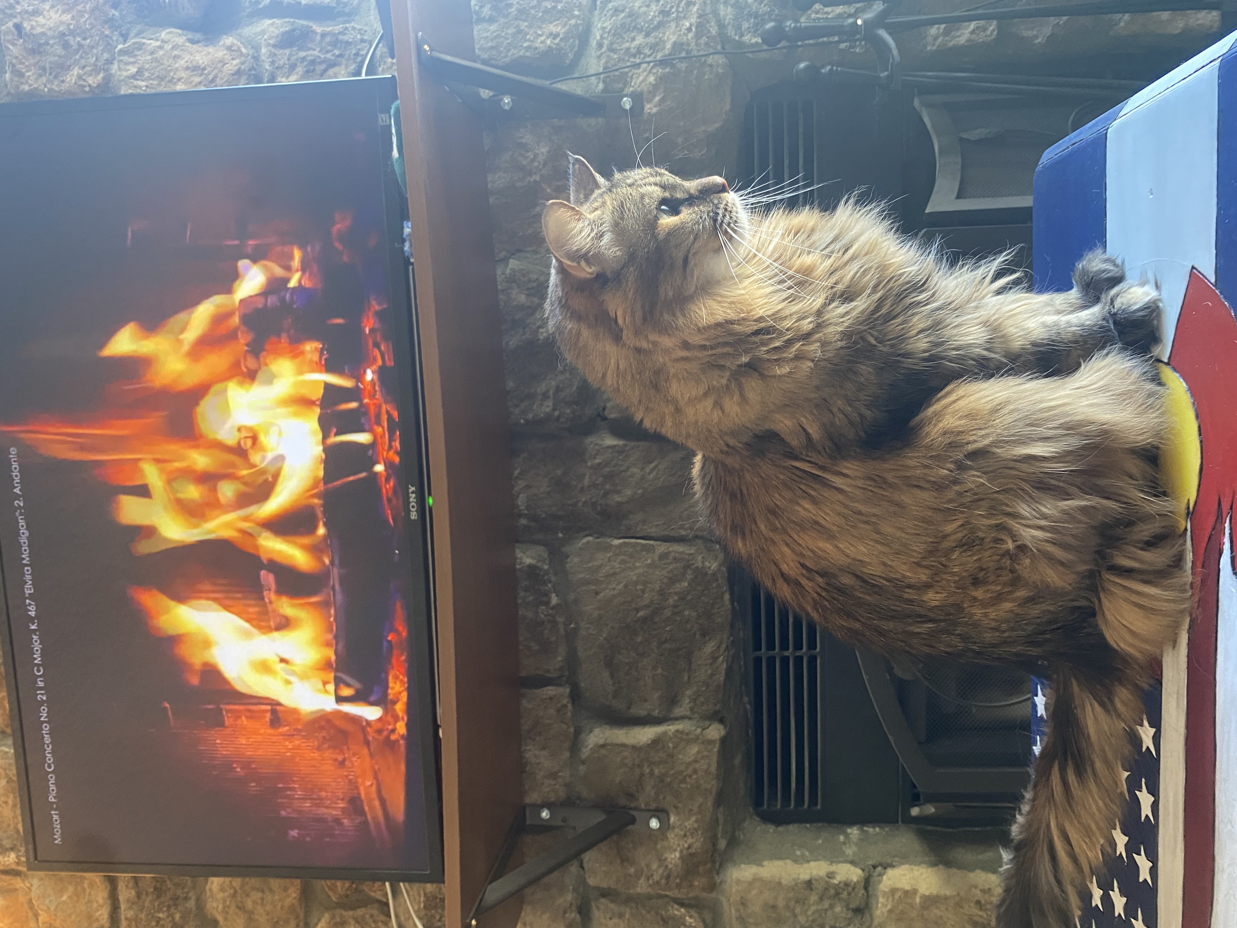 Long-haired tabby cat watching a fireplace video on a television
