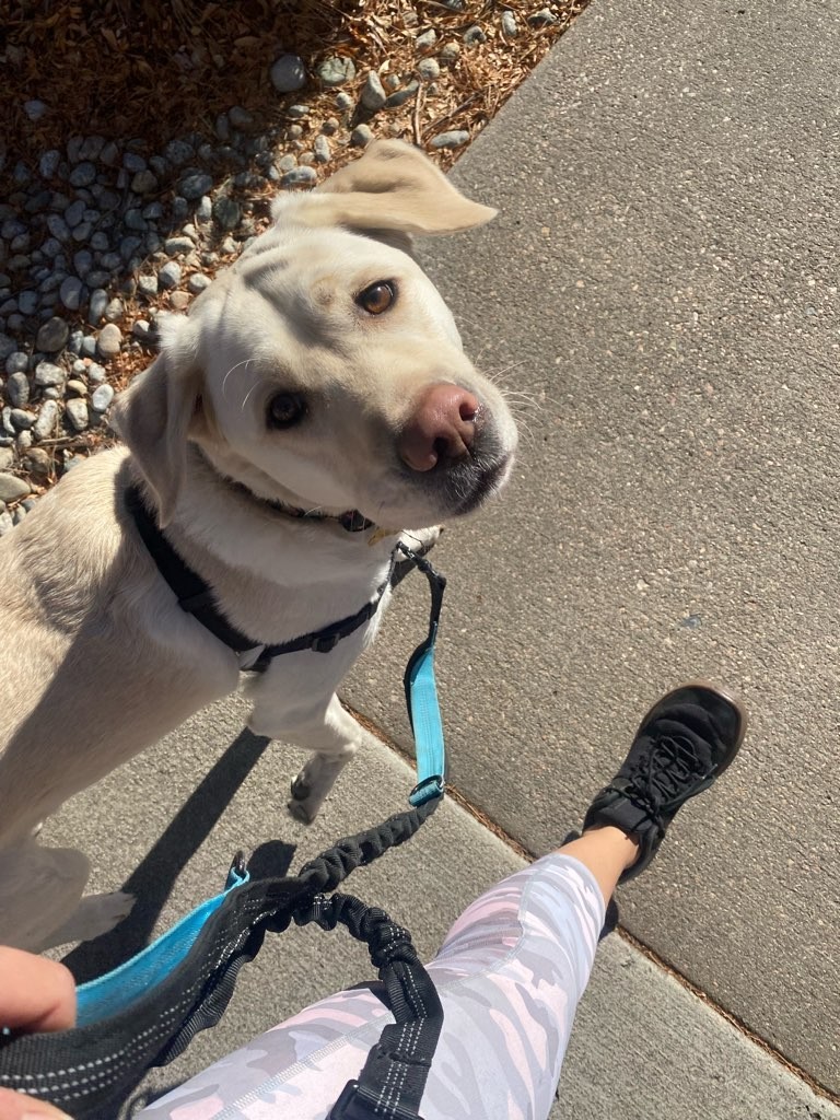 Light-colored dog looking up during a neighborhood walk on a sidewalk