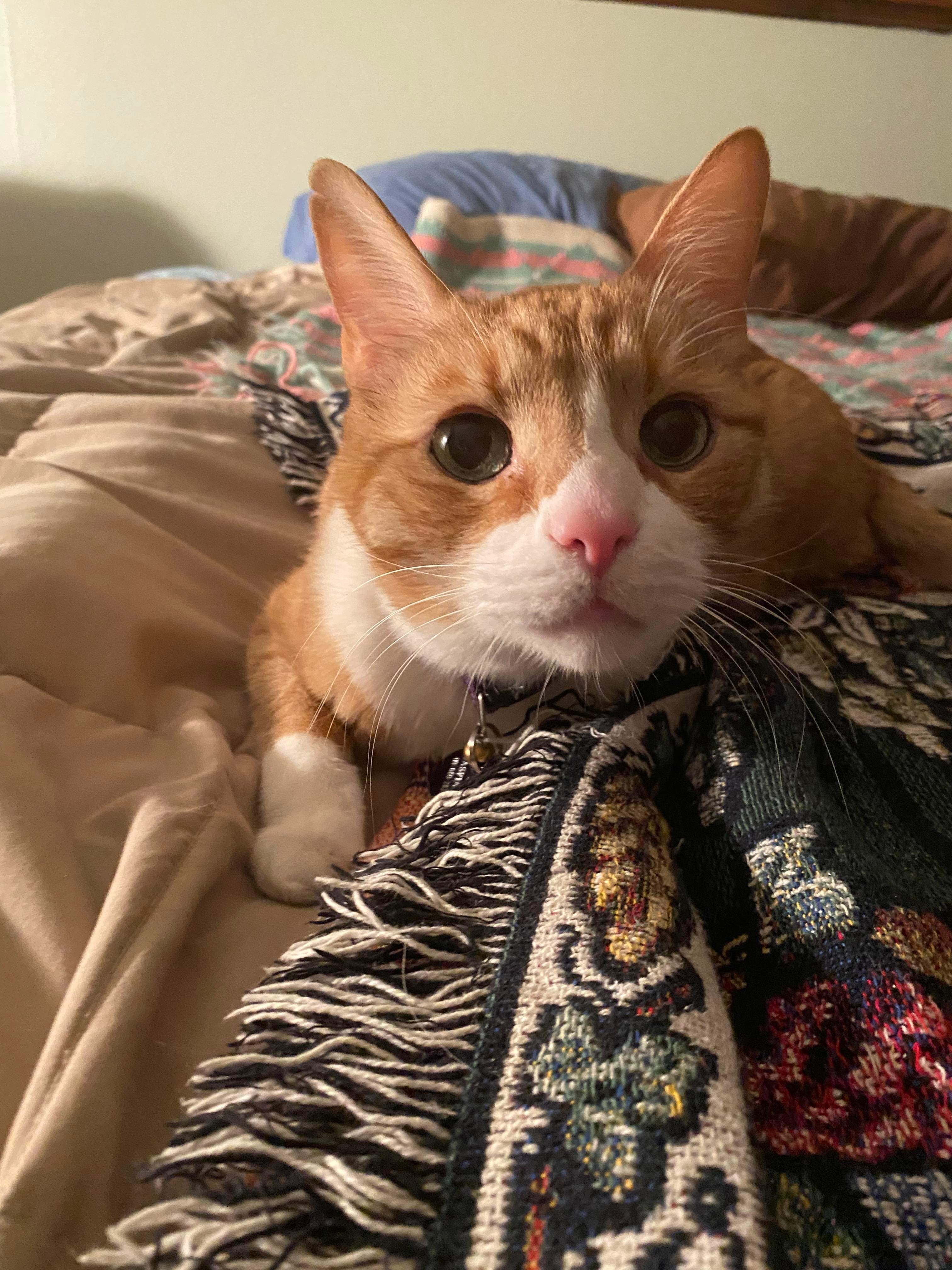 Orange and white tabby cat resting on a bed and looking at the camera