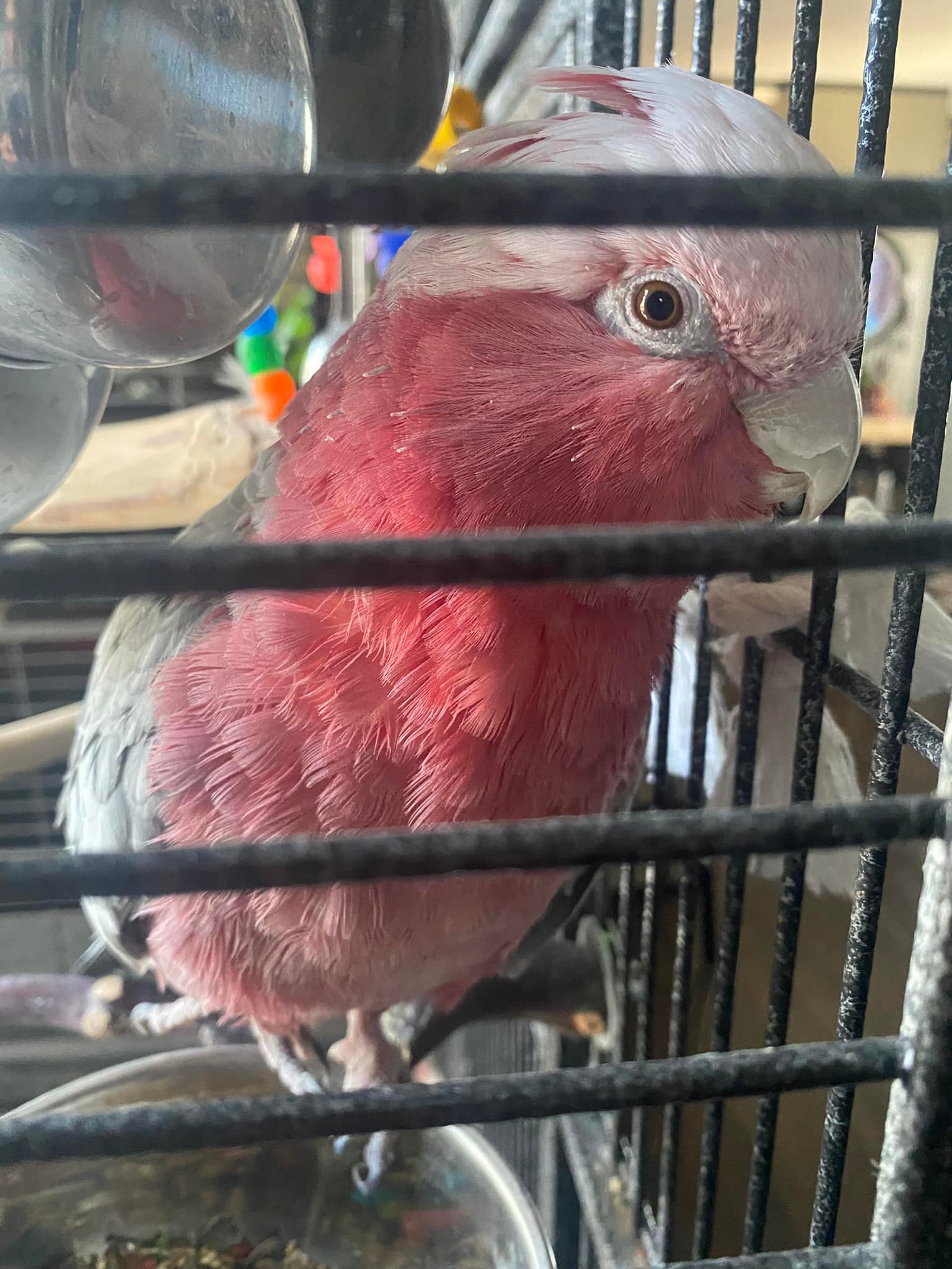 Rose-breasted galah cockatoo perched inside its cage