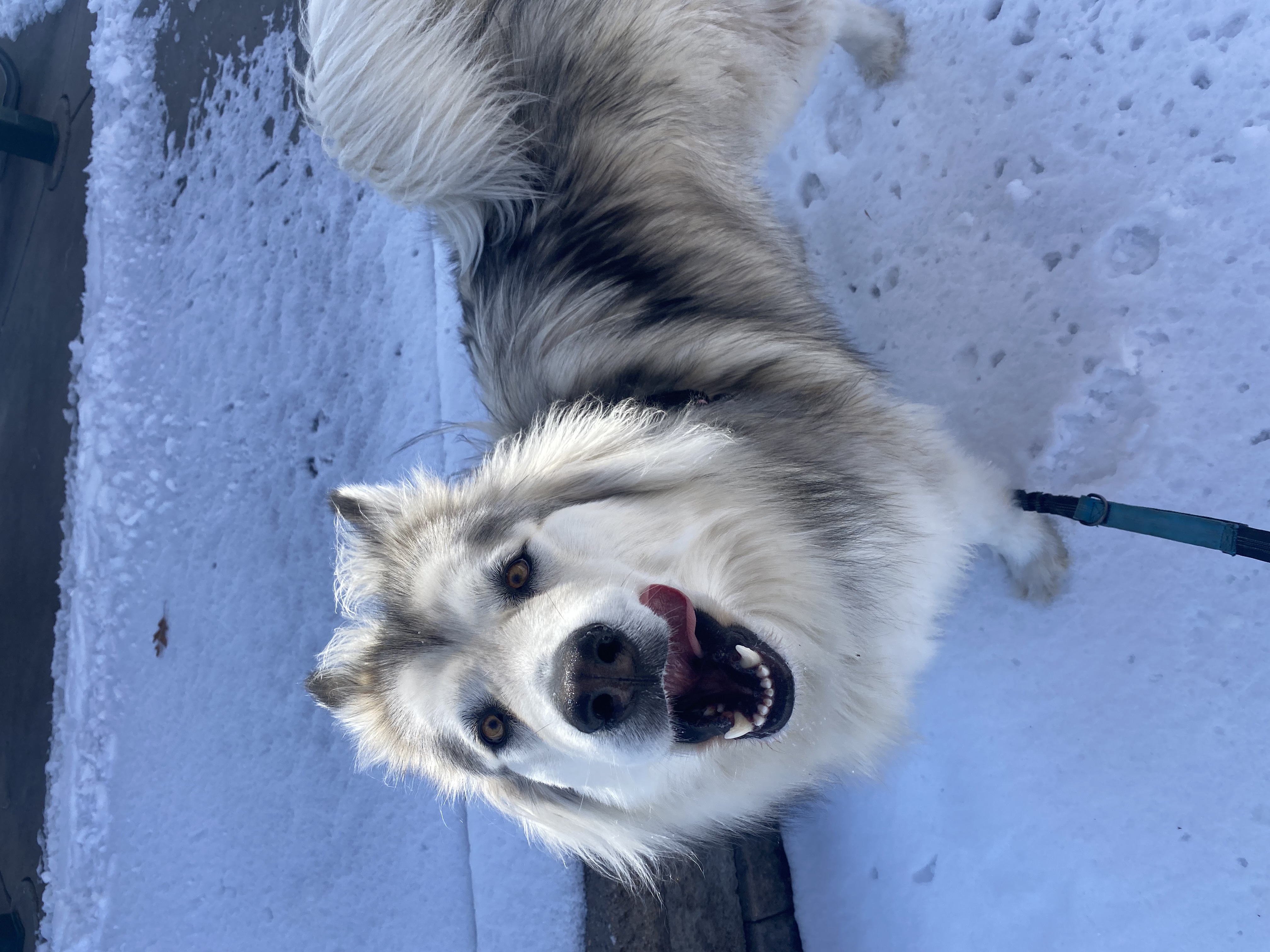 Fluffy grey and white dog on a leash standing in the snow