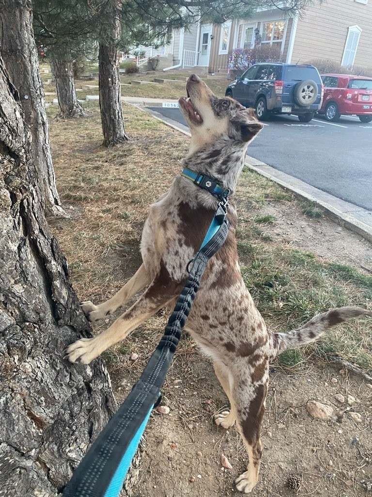Merle dog standing on hind legs to look up into a tree during a walk
