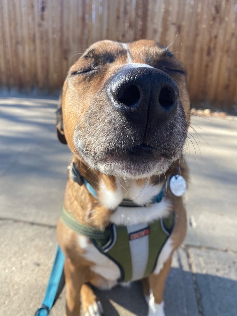 Brown and white dog enjoying a sunny neighborhood walk in a harness