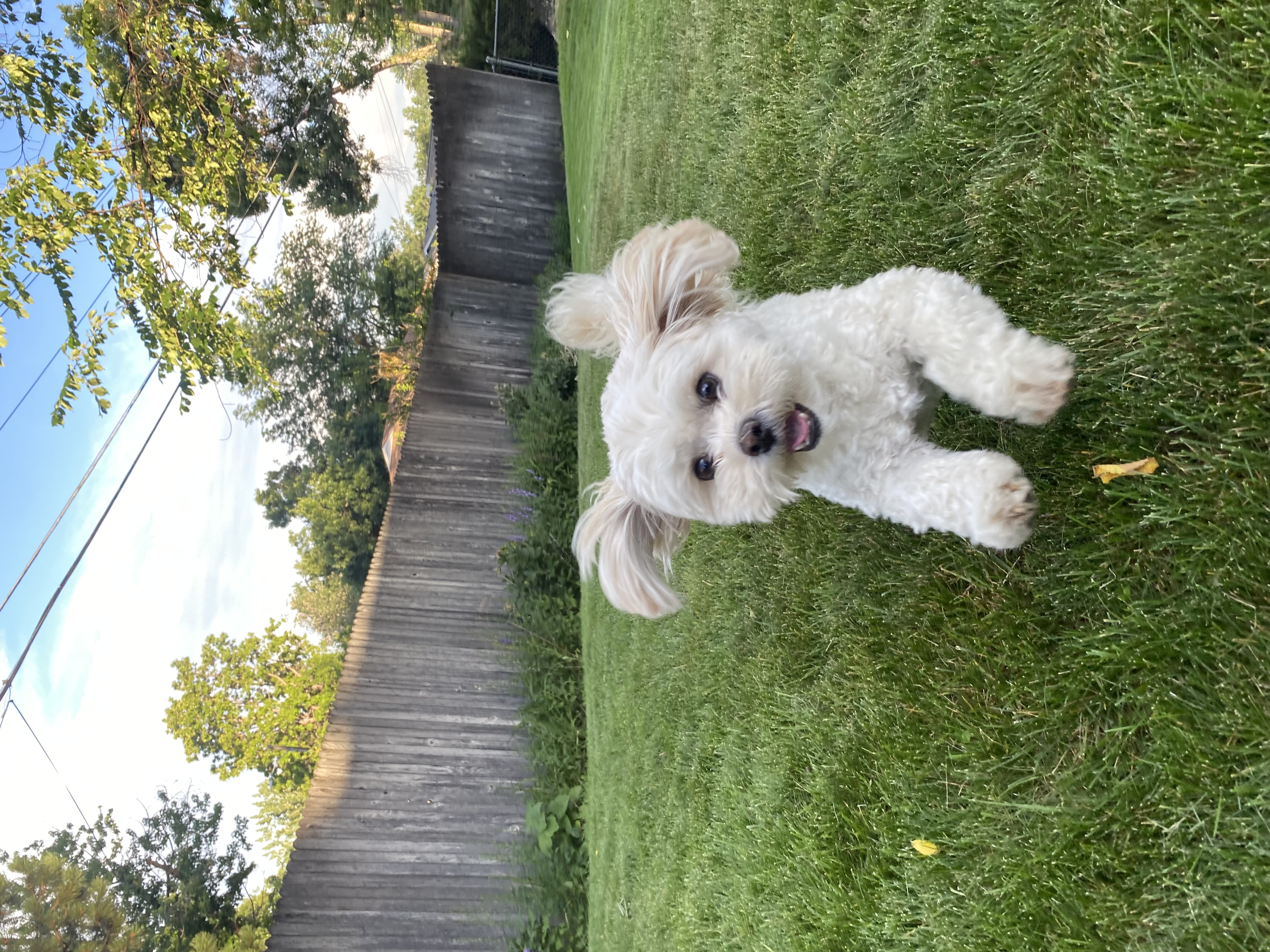 Small white fluffy dog running across a grassy yard